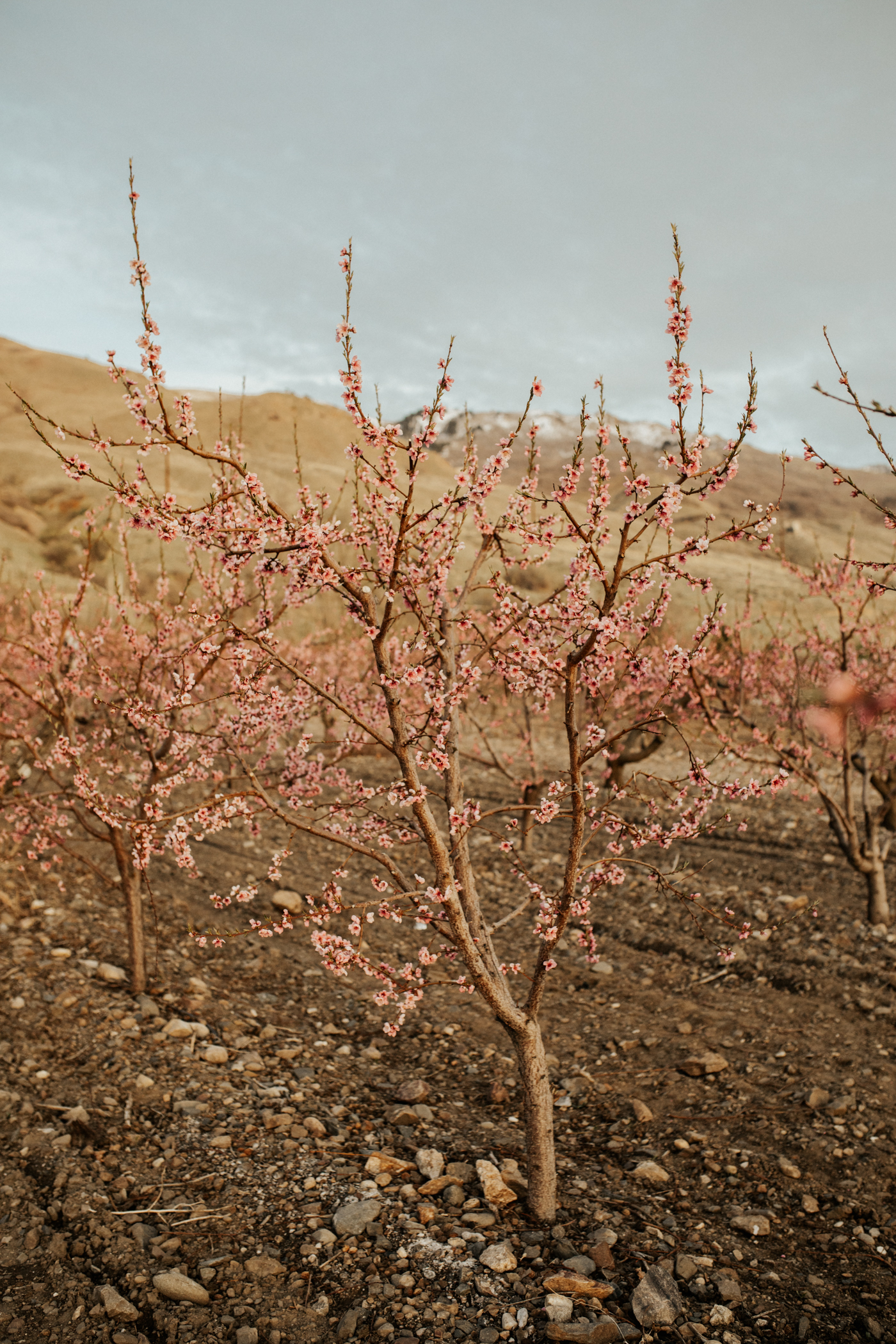 spring blossomed orchard wedding photos