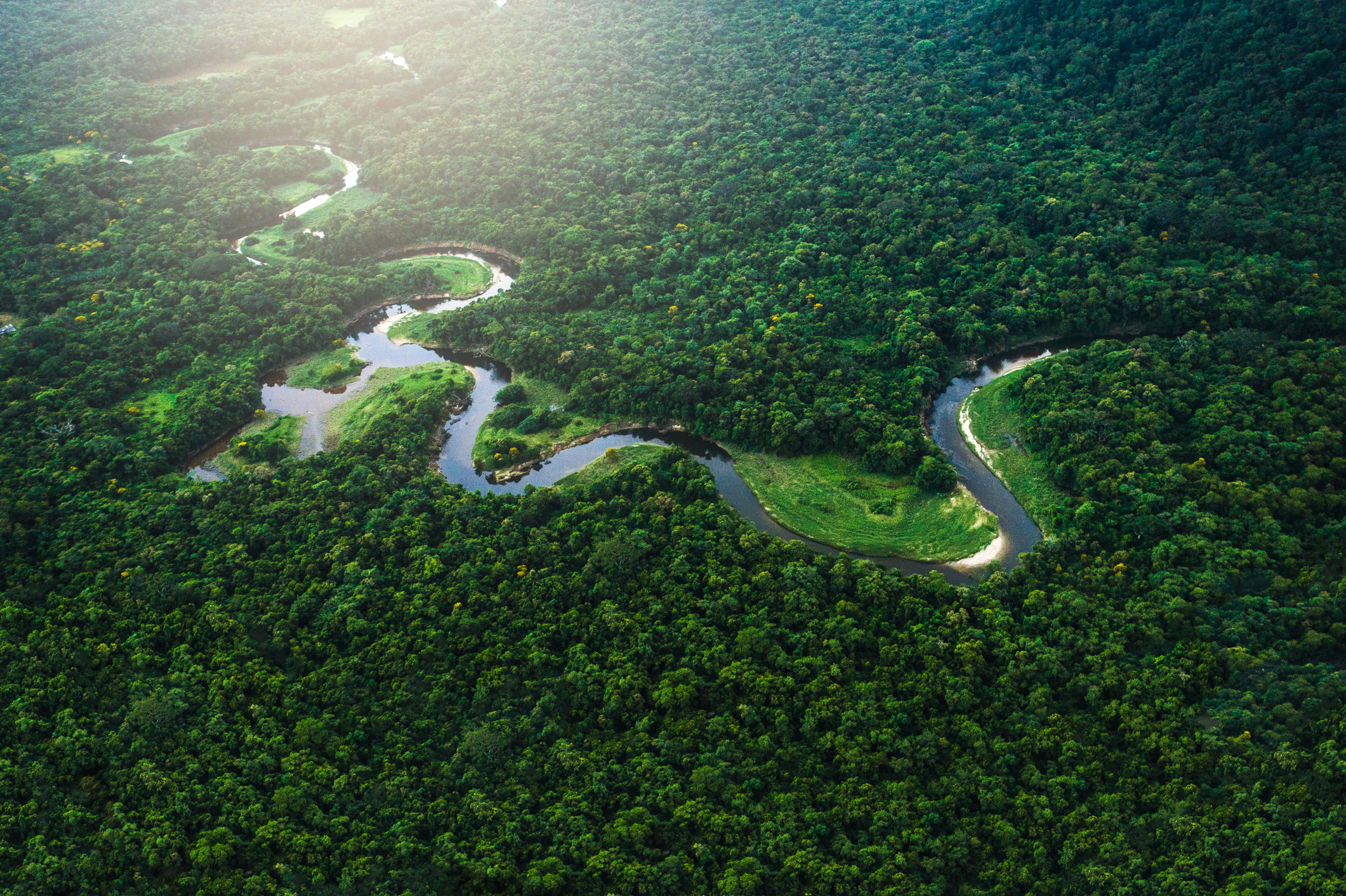 The Mata Atlântica rainforest