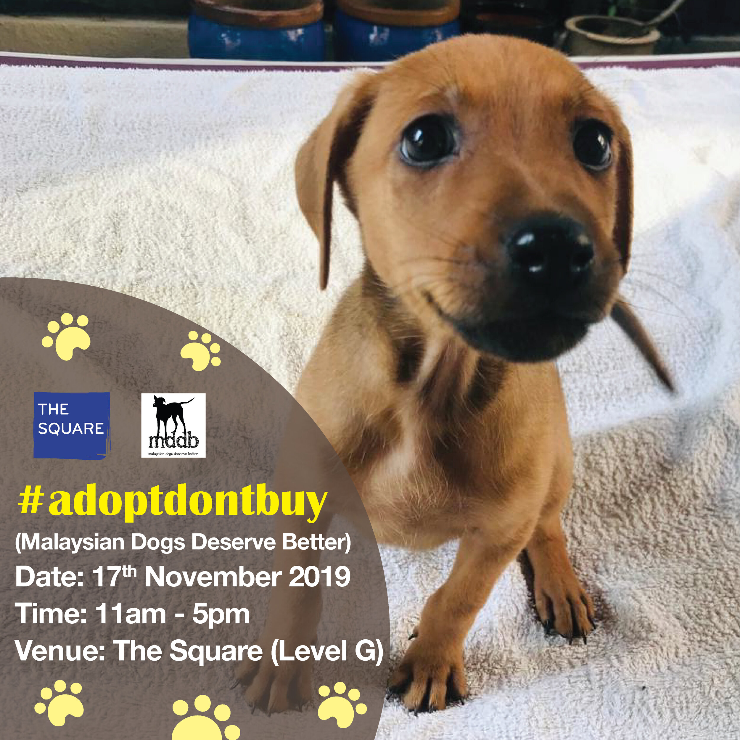 Adoptdontbuy November 2019 Jaya One