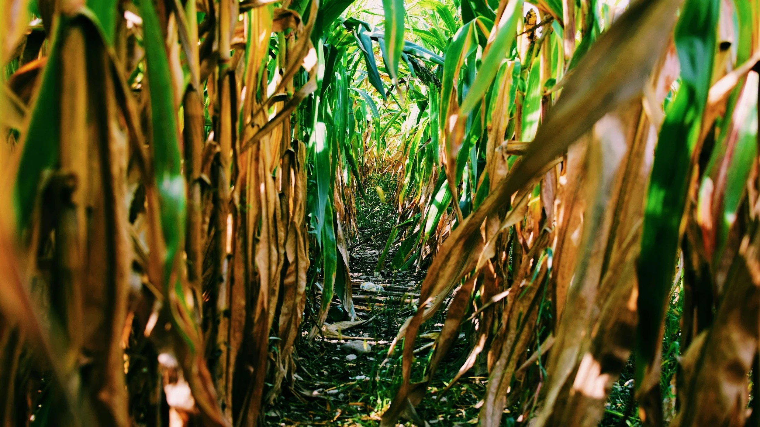 Young Adults Corn Maze