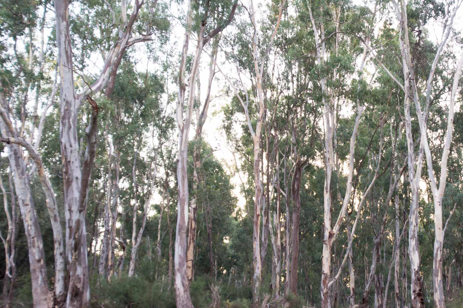 obriens_redgum.jpg