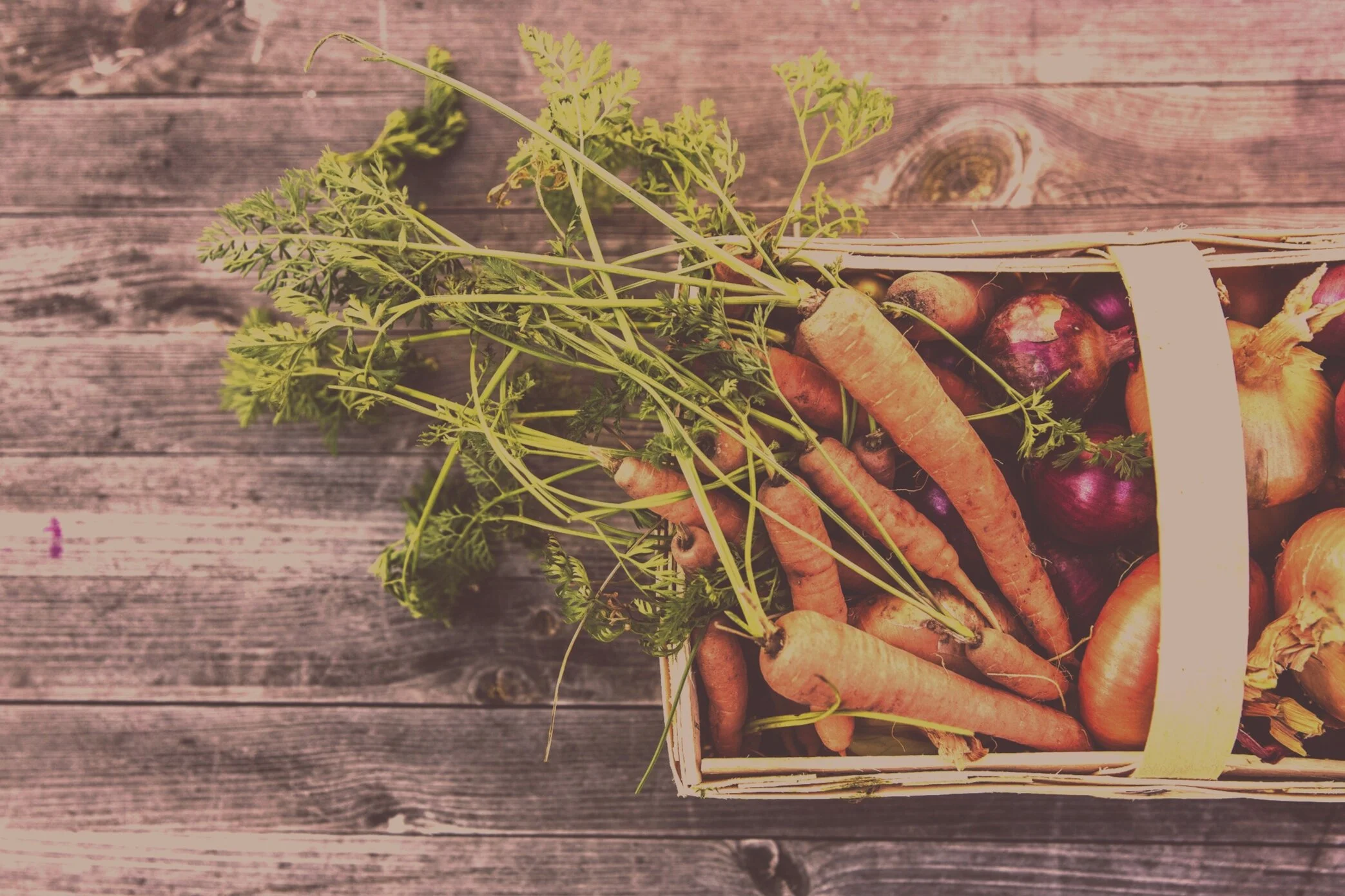 Growing Gardens : Plant Start Grower Volunteers