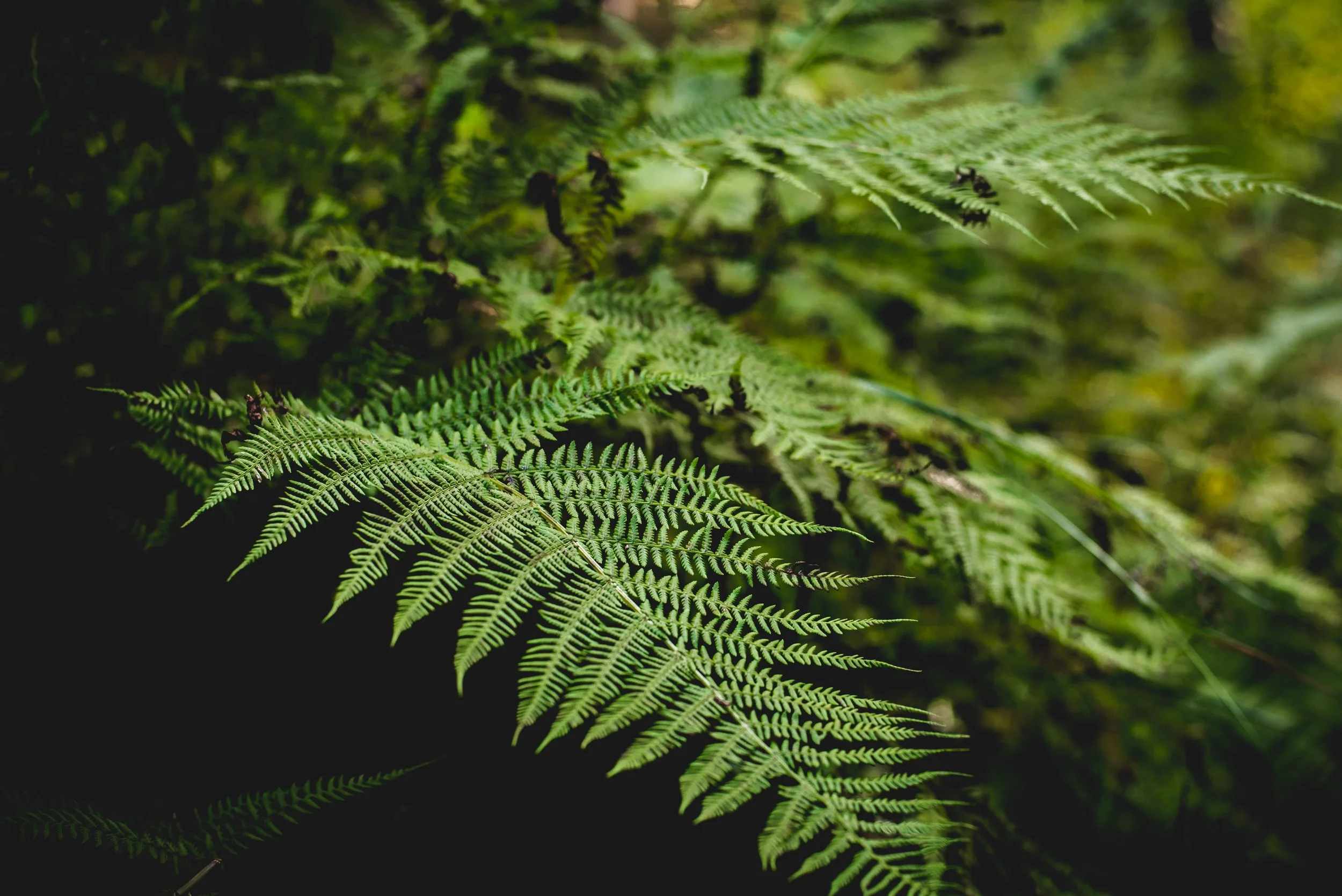Spotlight: Ferns