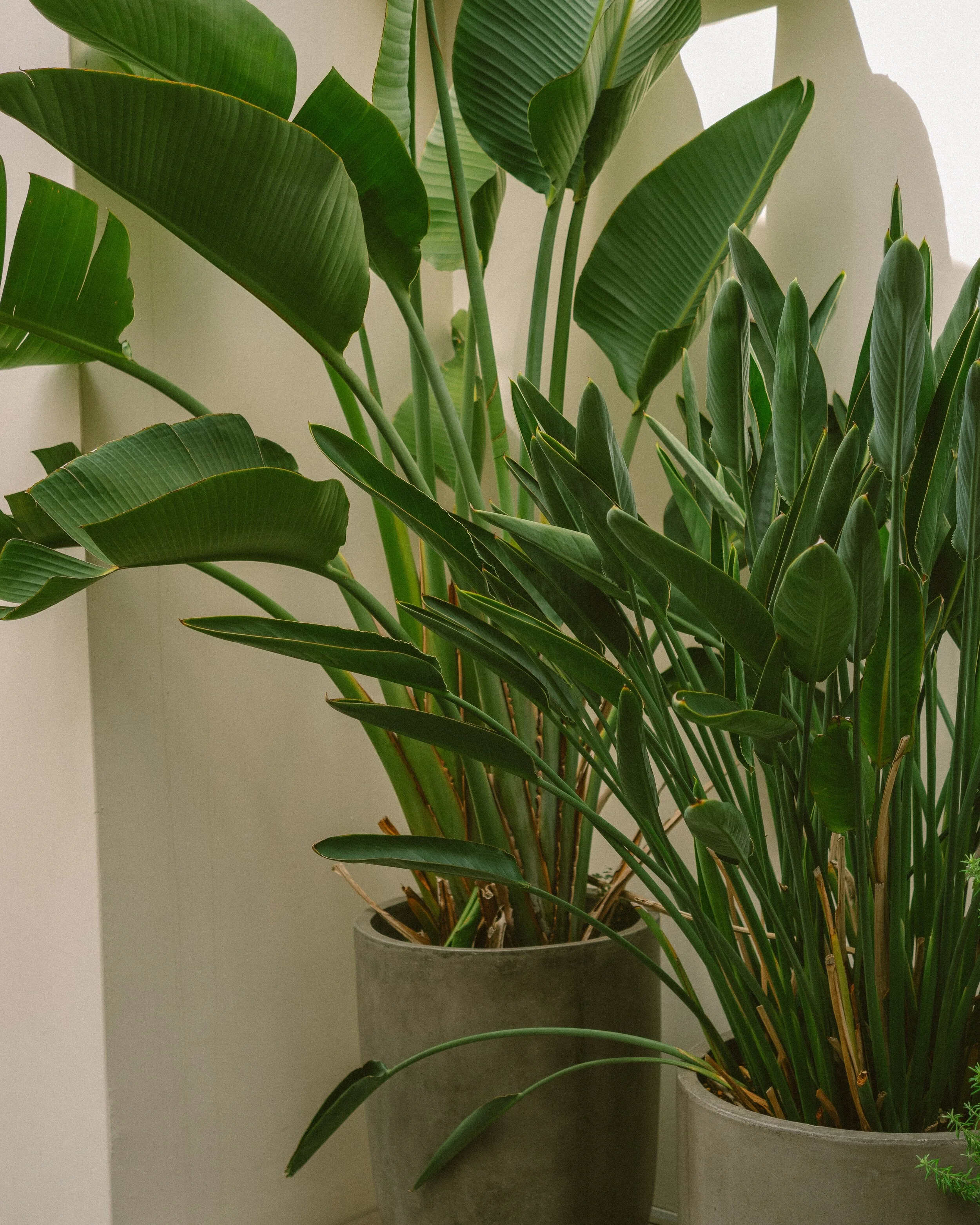 bird of paradise plant on Spotlight All About The Beautiful Bird Of Paradise Golden Palm Landscape