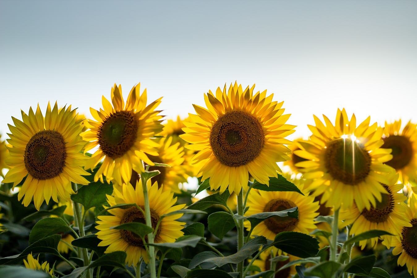 NEW BLOG POST: 🌻 Spotlight: All About the Timeless and Vibrant Sunflower 🌻 

This flower needs no introduction. You know it when you see it and it&rsquo;s definitely a late summer/early fall favorite amongst many. You can count on them to bring you