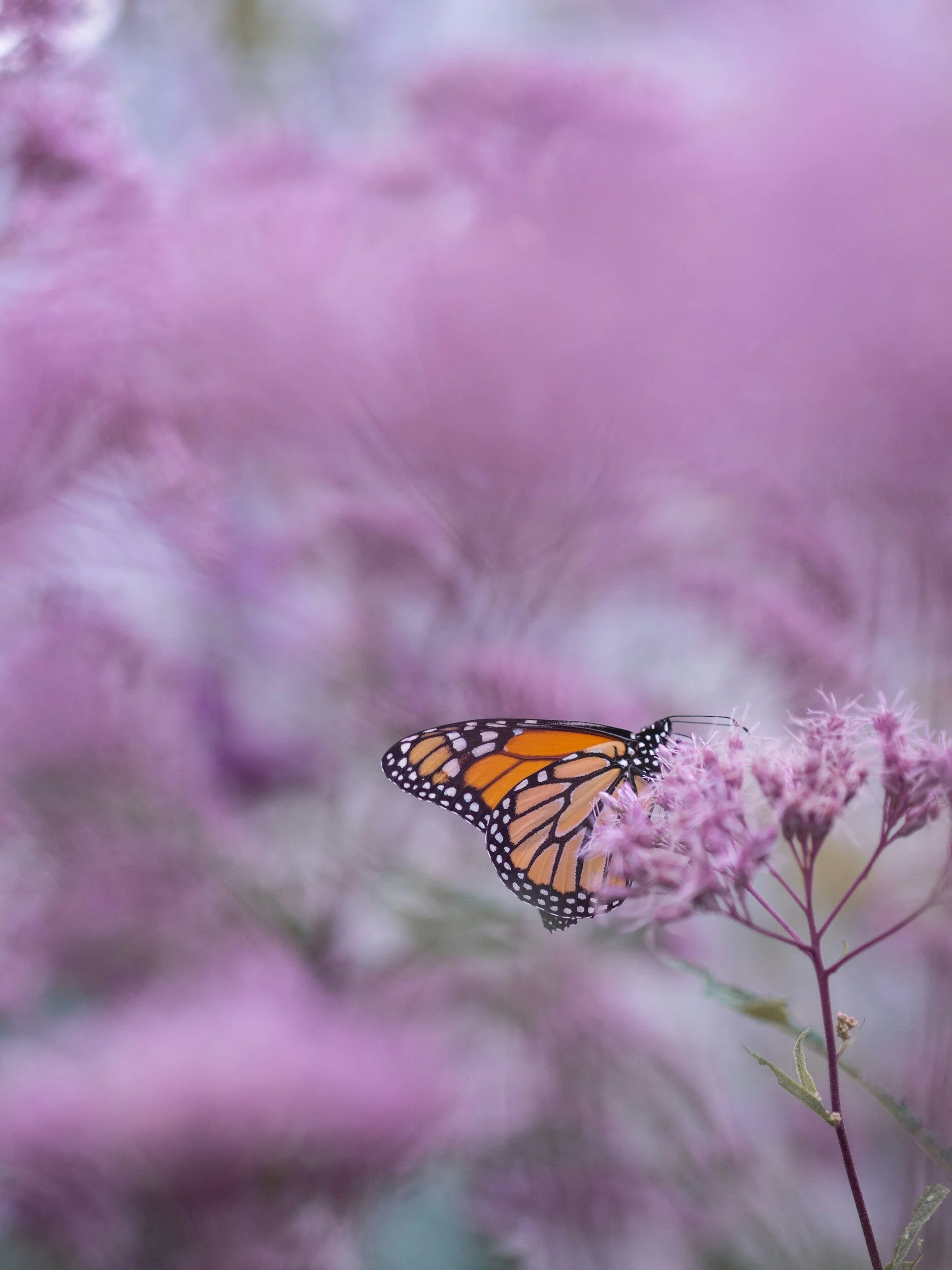 How to Create a Mesmerizing Butterfly Garden