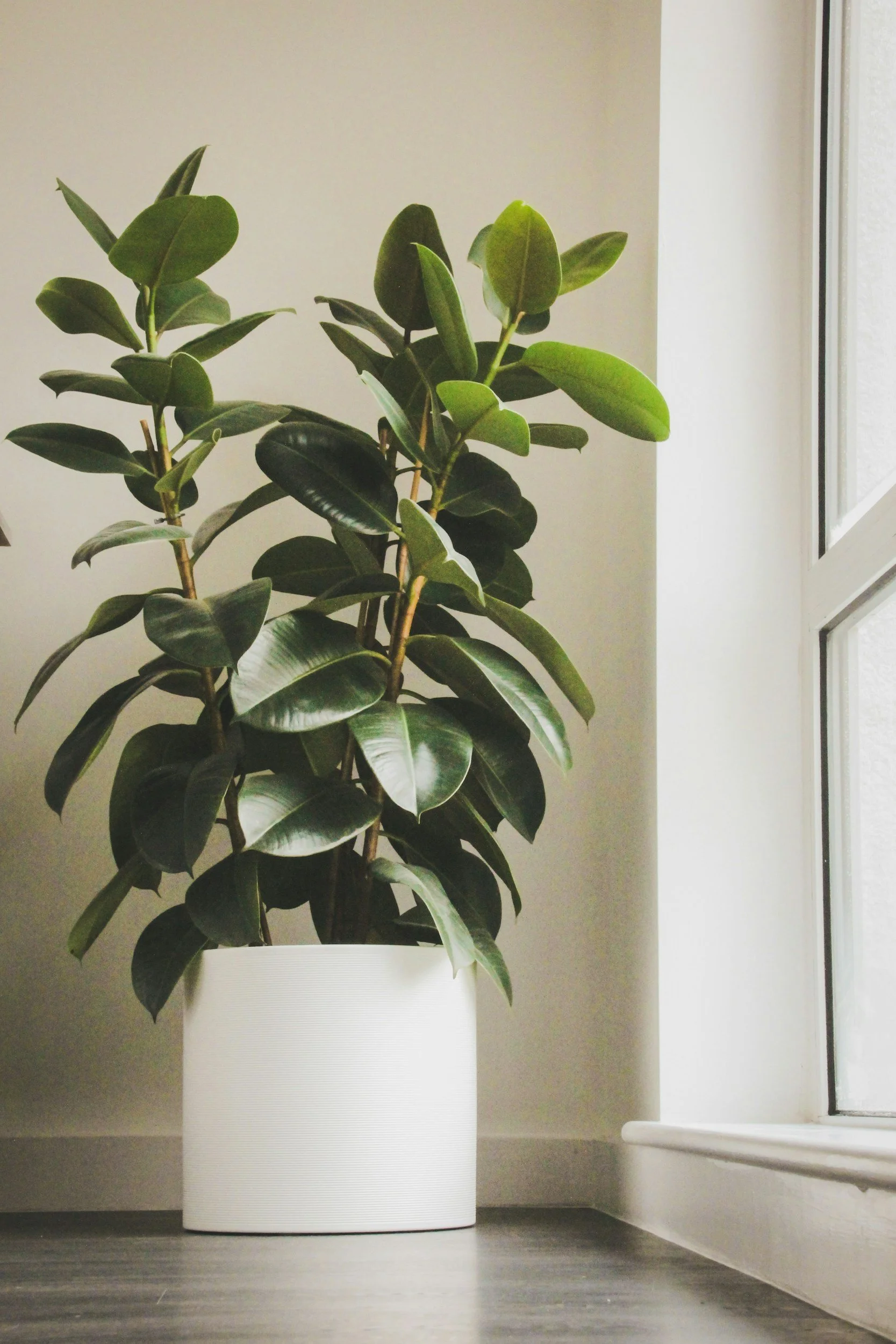 Spotlight: Rubber Leaf Plants