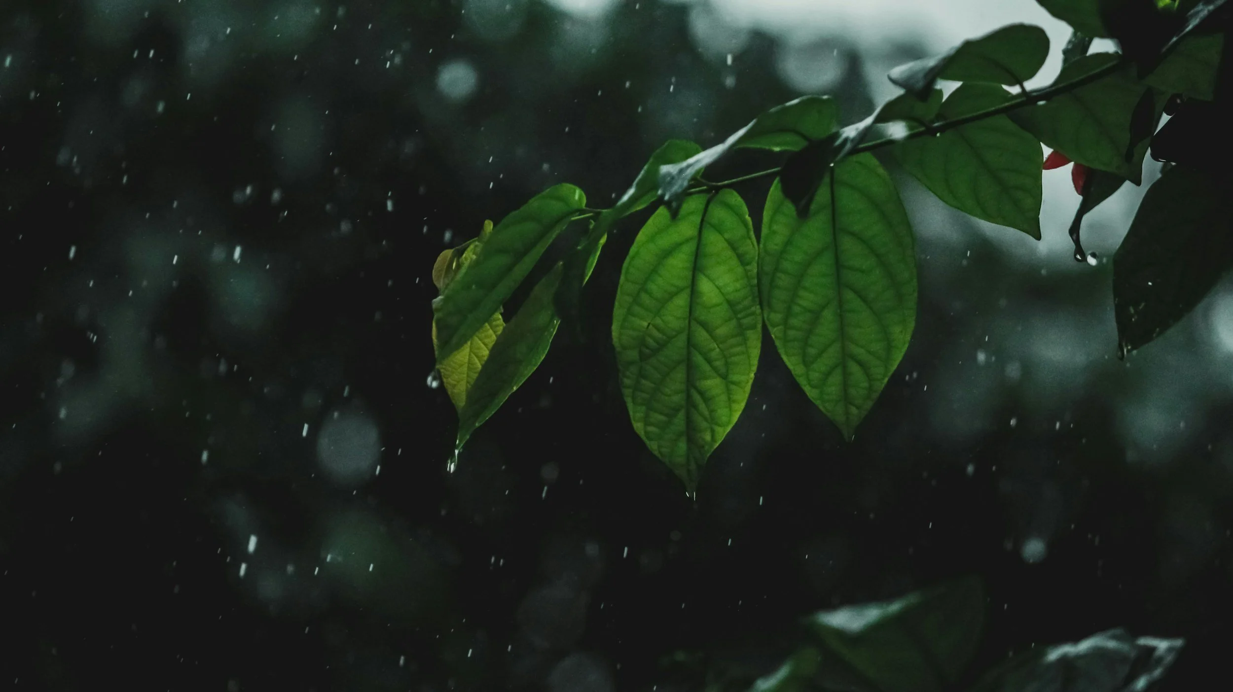 Winter Landscape Care 101