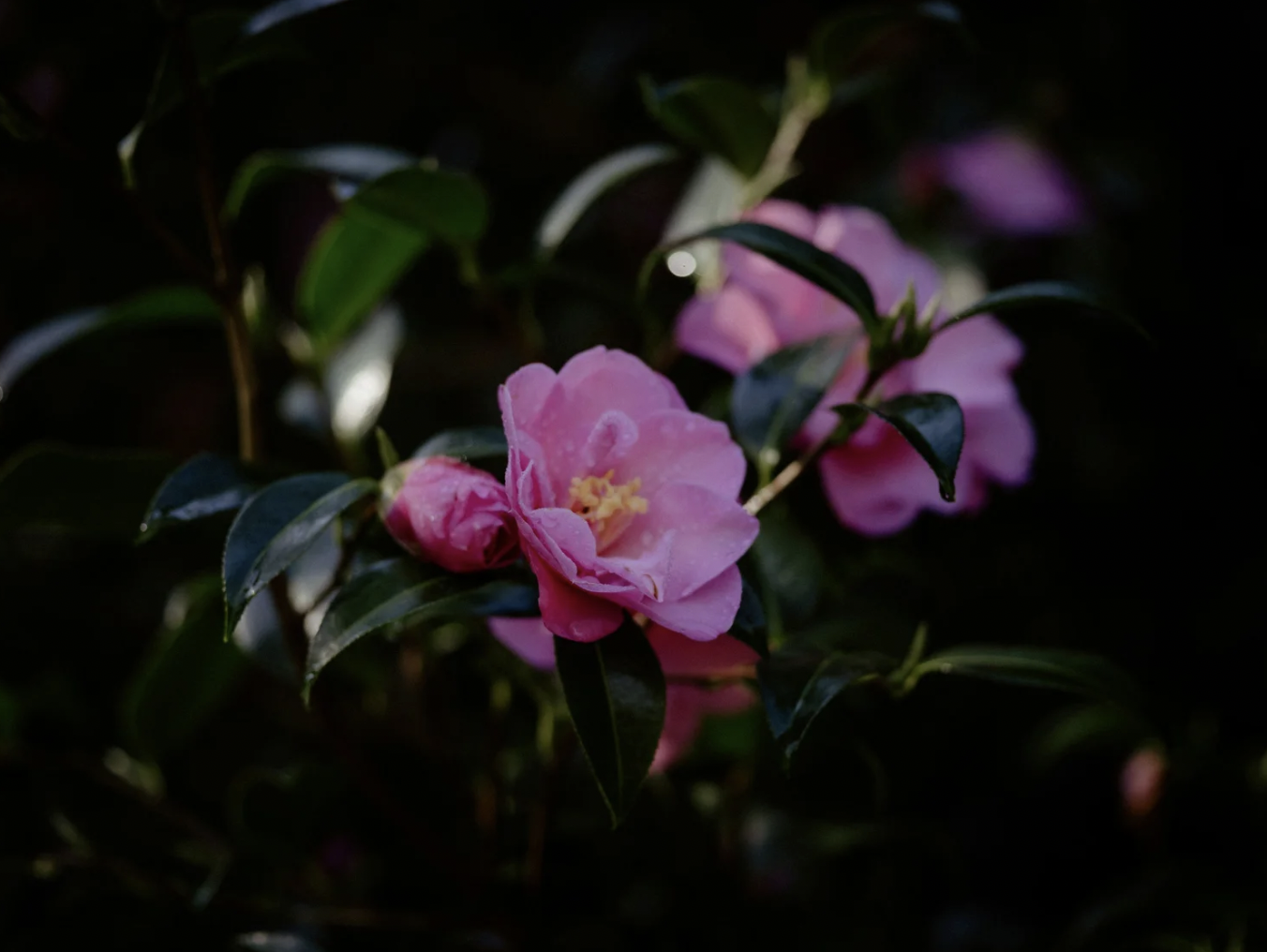 Spotlight: Camellias