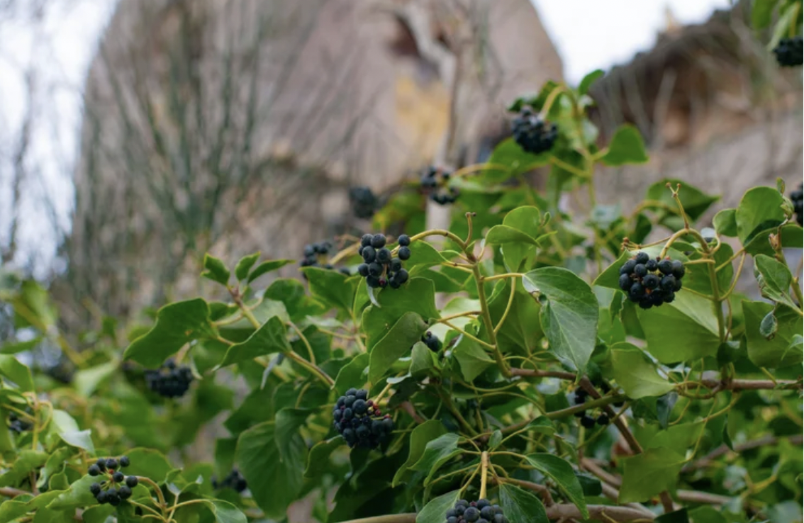 Spotlight: Berry Bushes