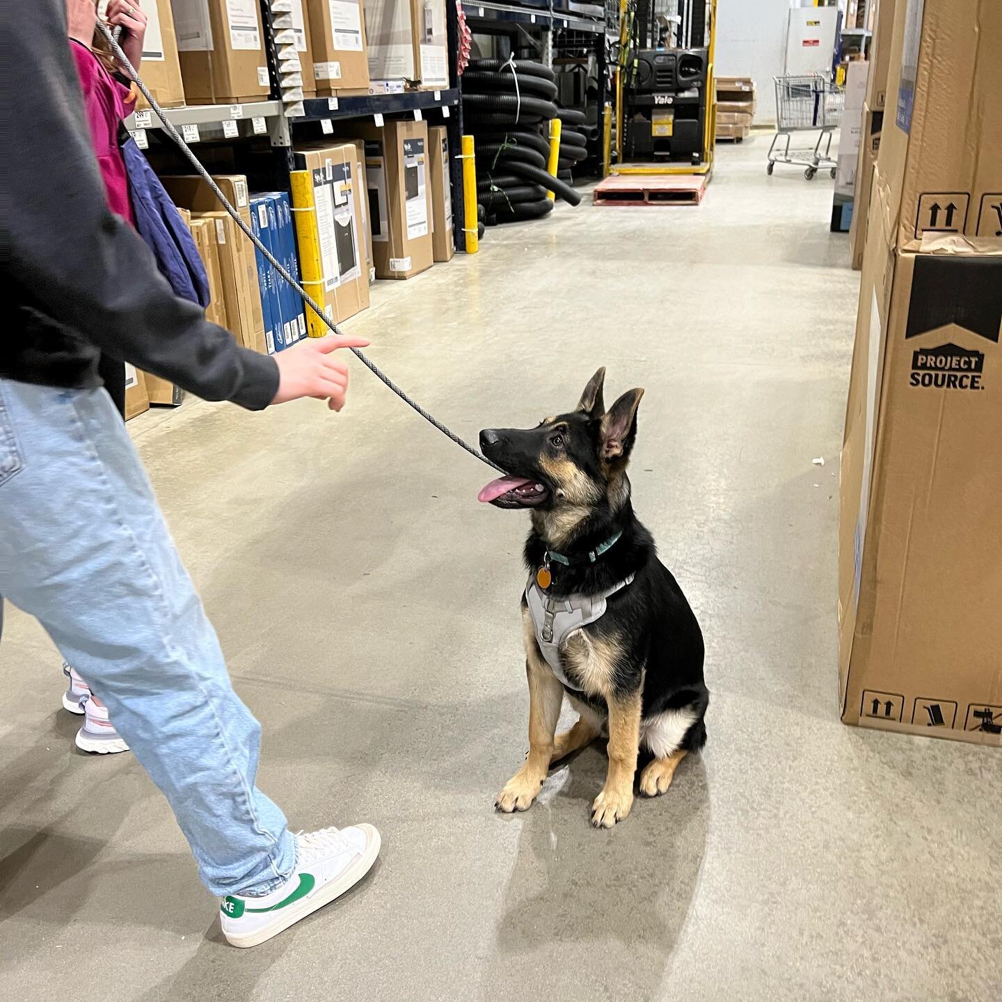 Boogie&rsquo;s first trip to Lowe&rsquo;s! We&rsquo;re working public access and socialization at the same time as basics, as Boogie is beginning training for service work 💞🐾