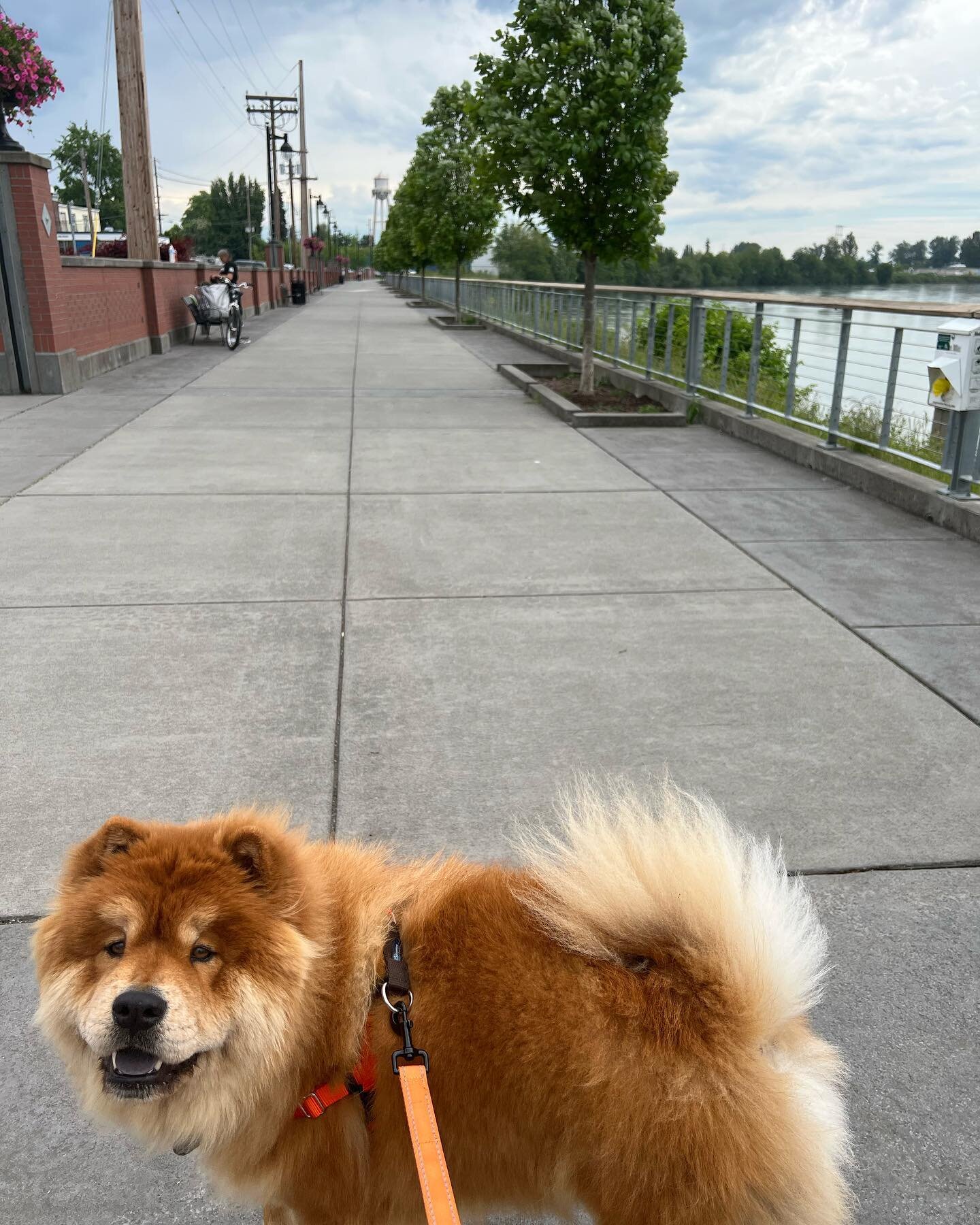 Buster and Jess have had quite the&hellip;unexpected adventure! But they made it worth it with some incredible pizza and a cider (and some treats &amp; a nice fresh bowl of water!) down by the waterfront&hellip;