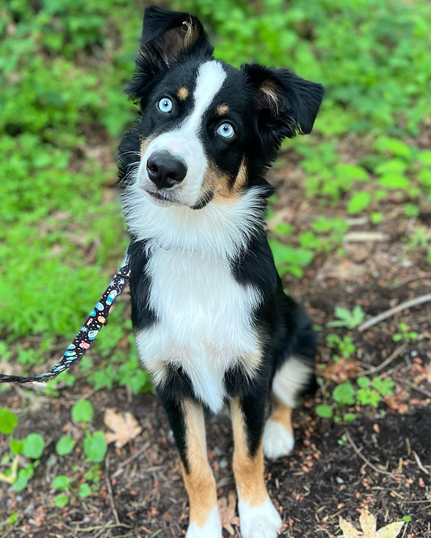 These trails are almost as beautiful as Kona&rsquo;s eyes 😍😍😍