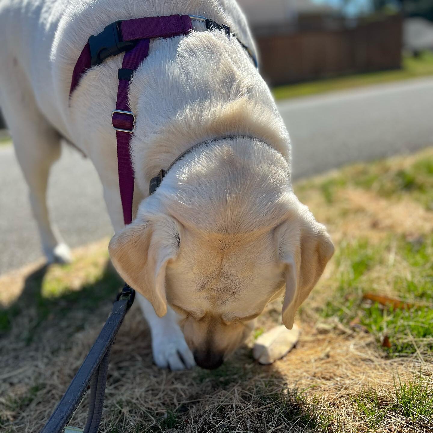 Sniffari time!