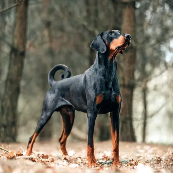Doberman with Natural Tail and Ears