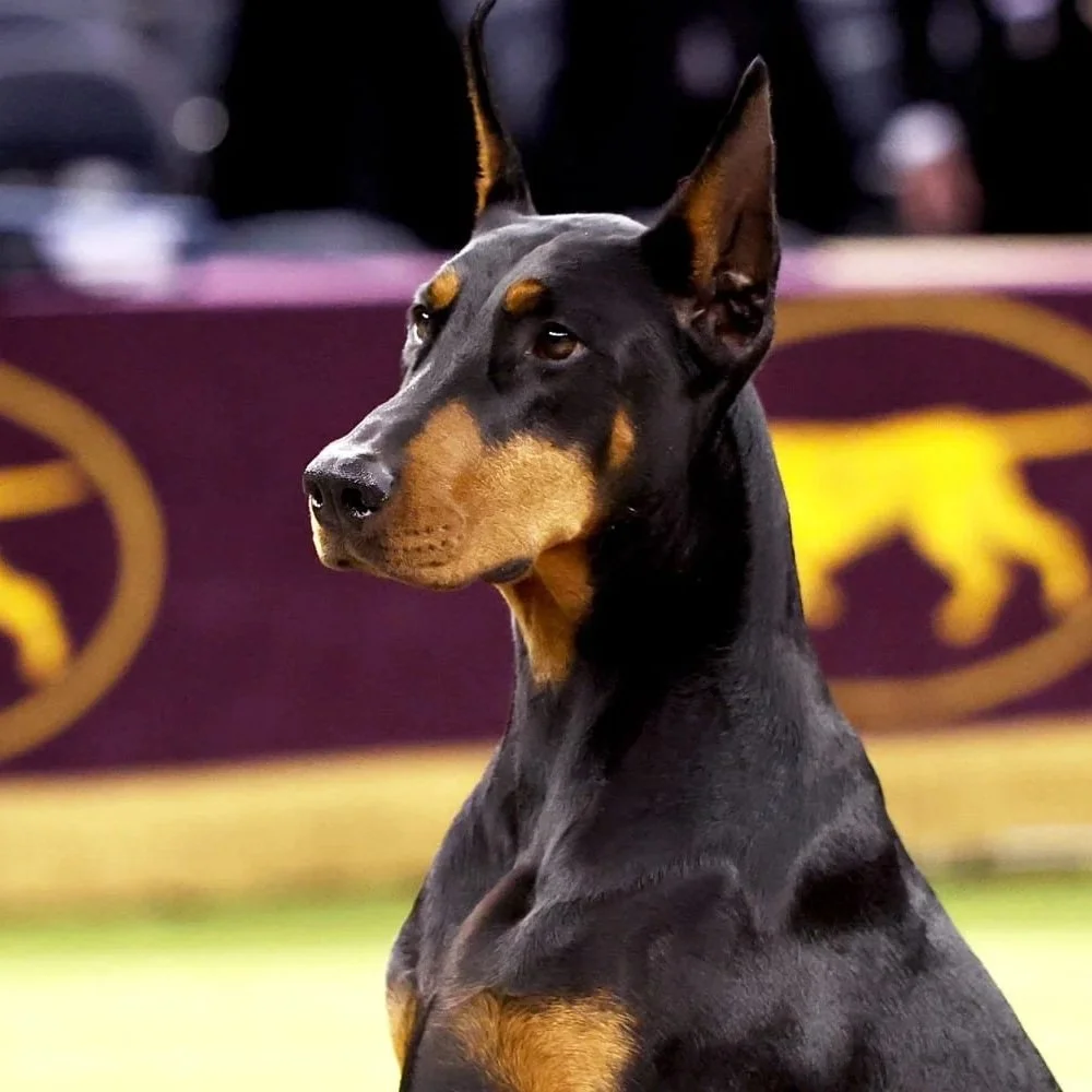 Penny: 2026 Best In Show - WKC Dog Show