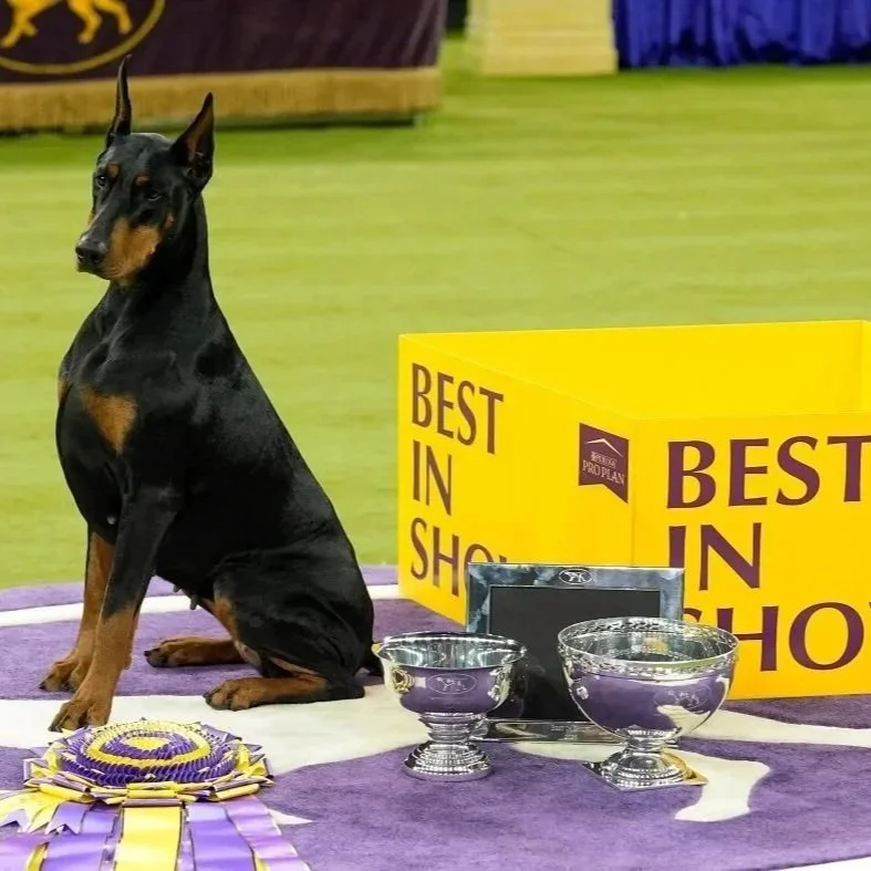 Penny: Best in Show 