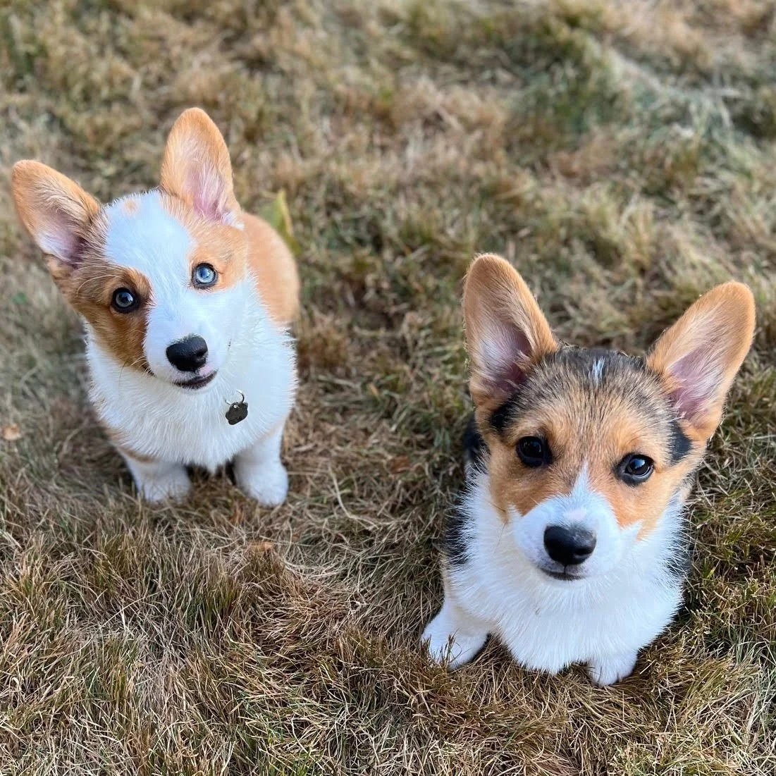 Gracie and Gwyneth