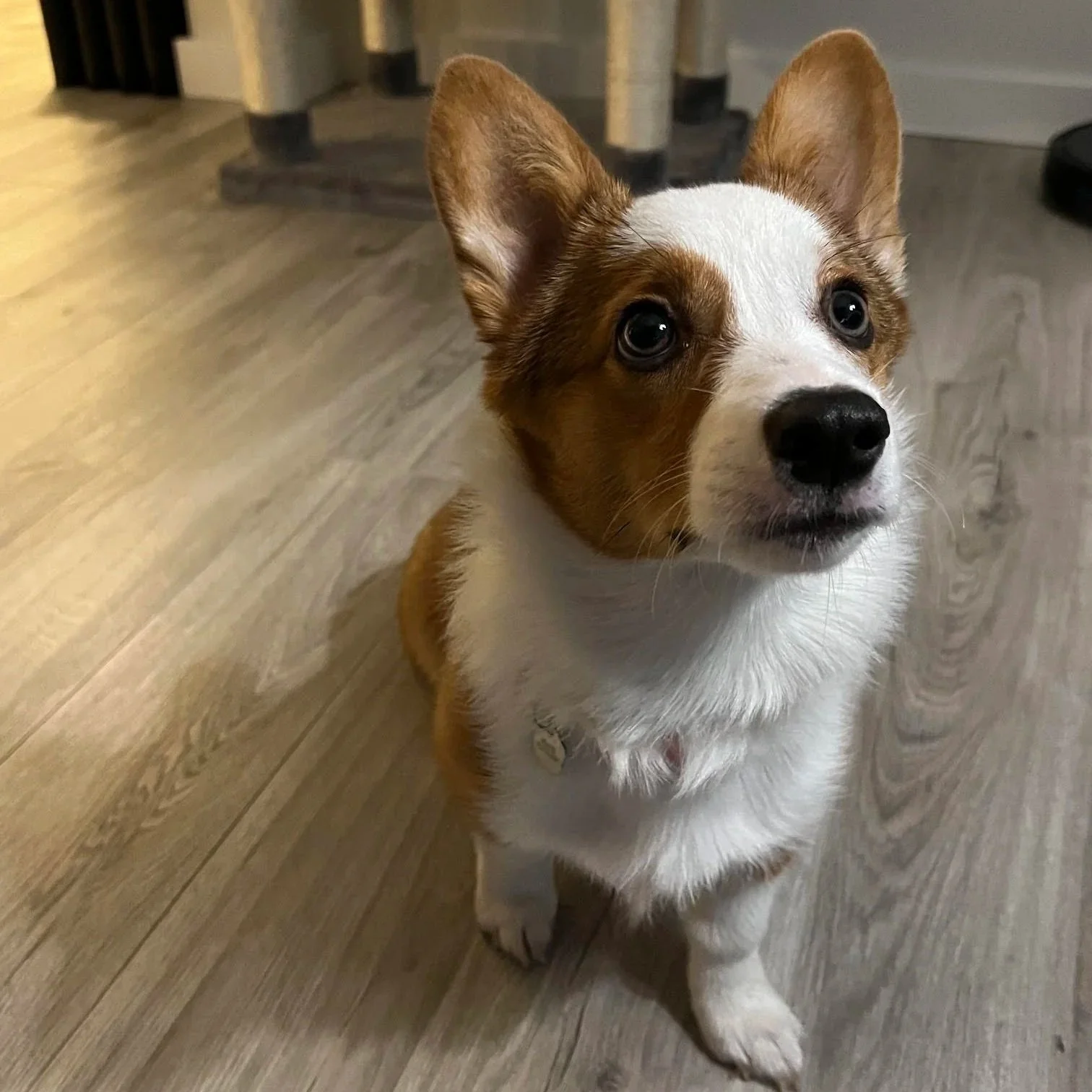 Gracie