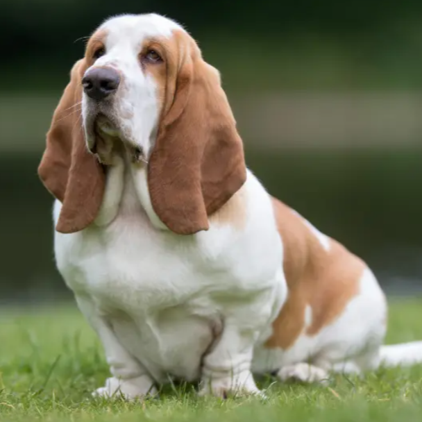 Basset Hound