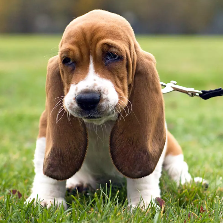 Basset Hound Puppy