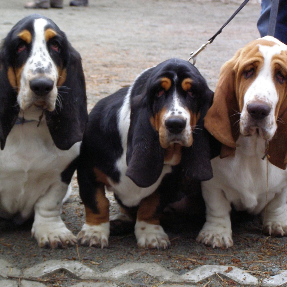 Basset Hound Trio