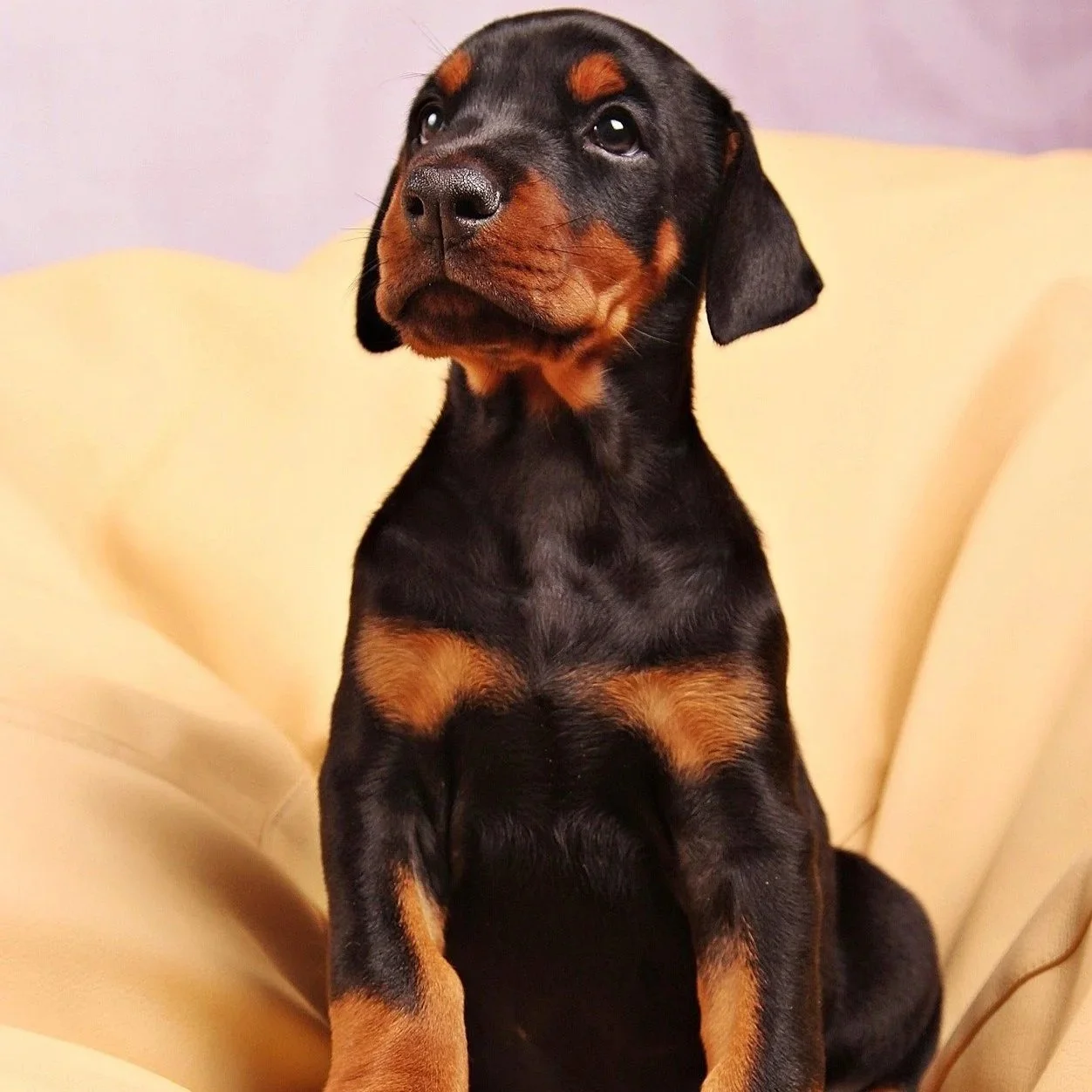 Doberman Puppy