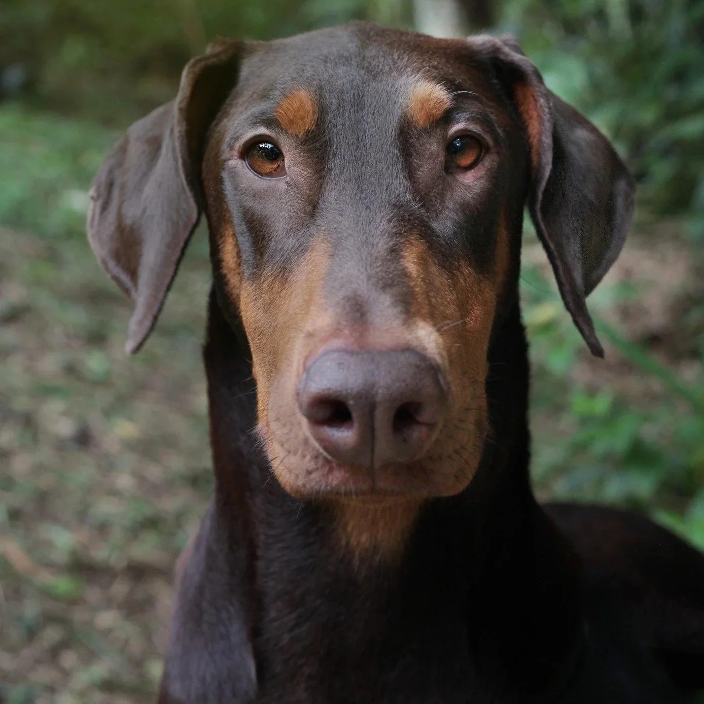 Red Doberman with Natural Ears