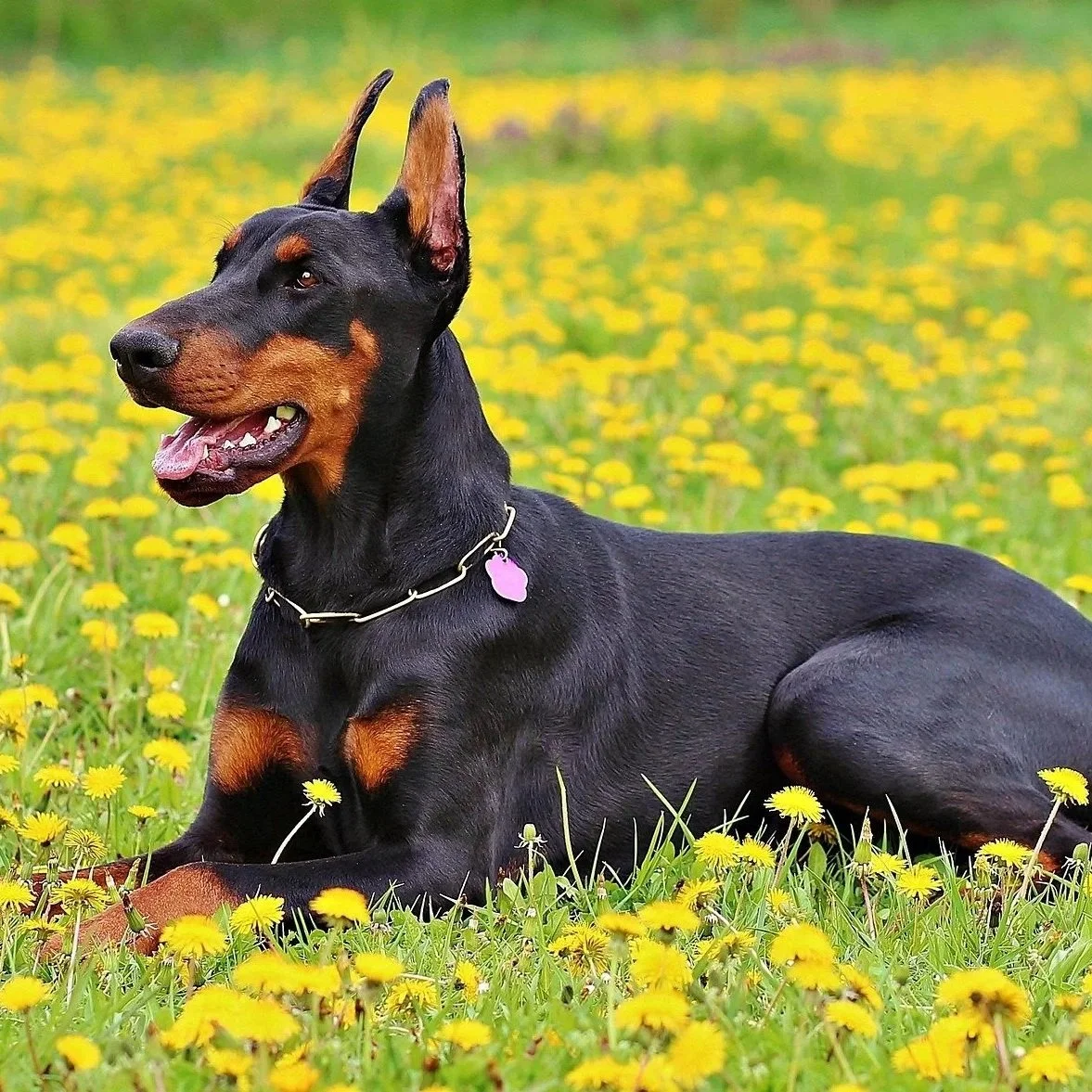 Doberman in Field of Dandelions