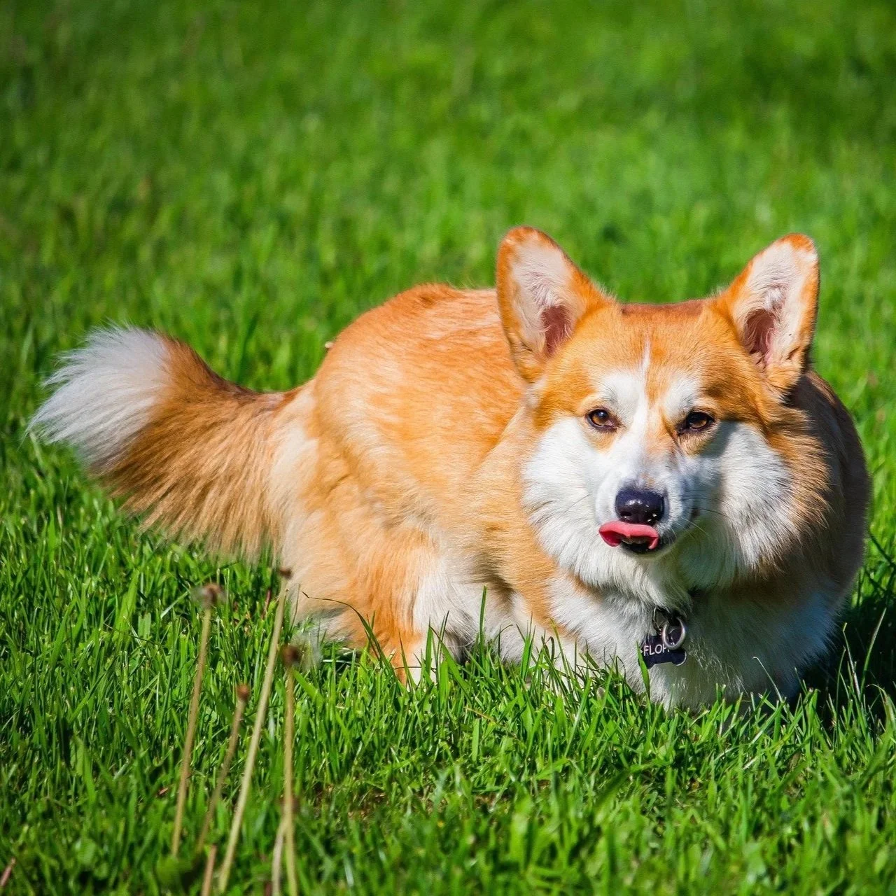 Cardigan Welsh Corgi in Field