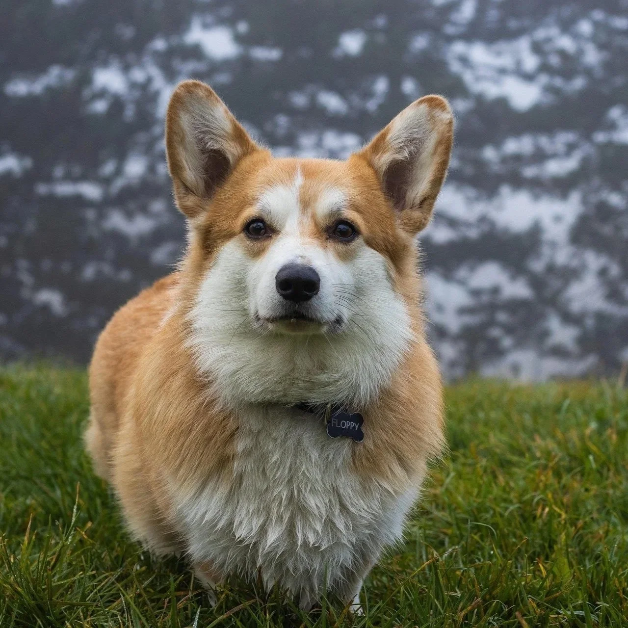 Corgi on Hill
