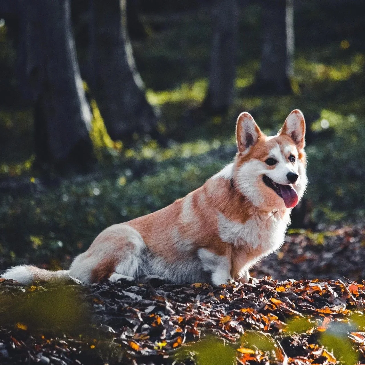 Cardigan Welsh Corgi in Woods
