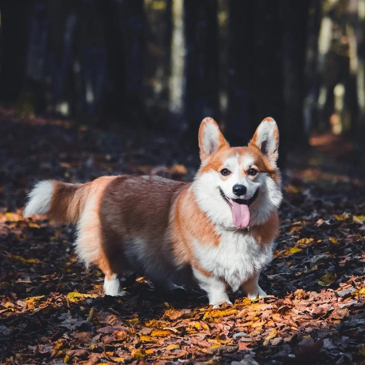 Cardigan Welsh Corgi in Woods