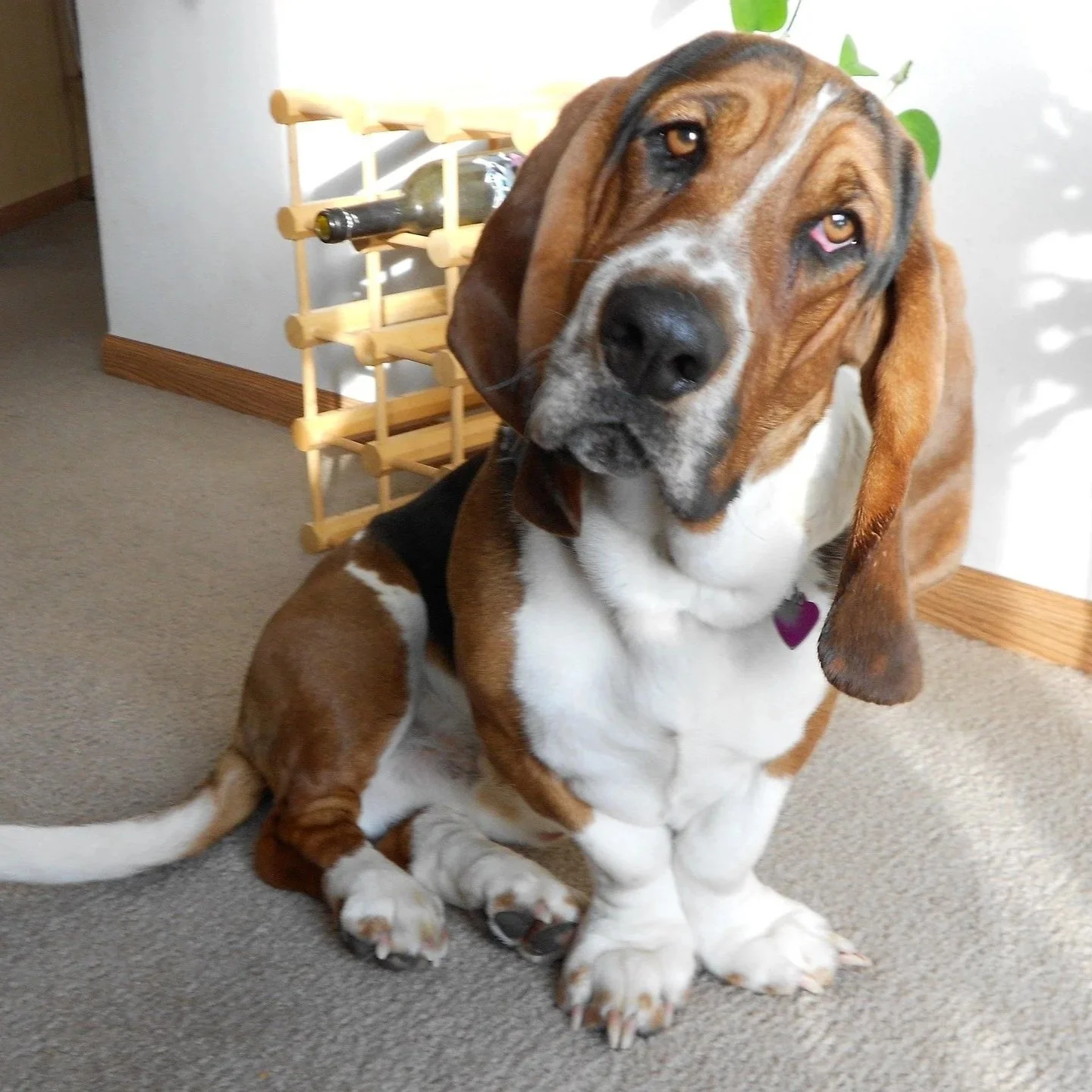 Basset Hound