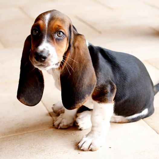 Basset Hound Puppy