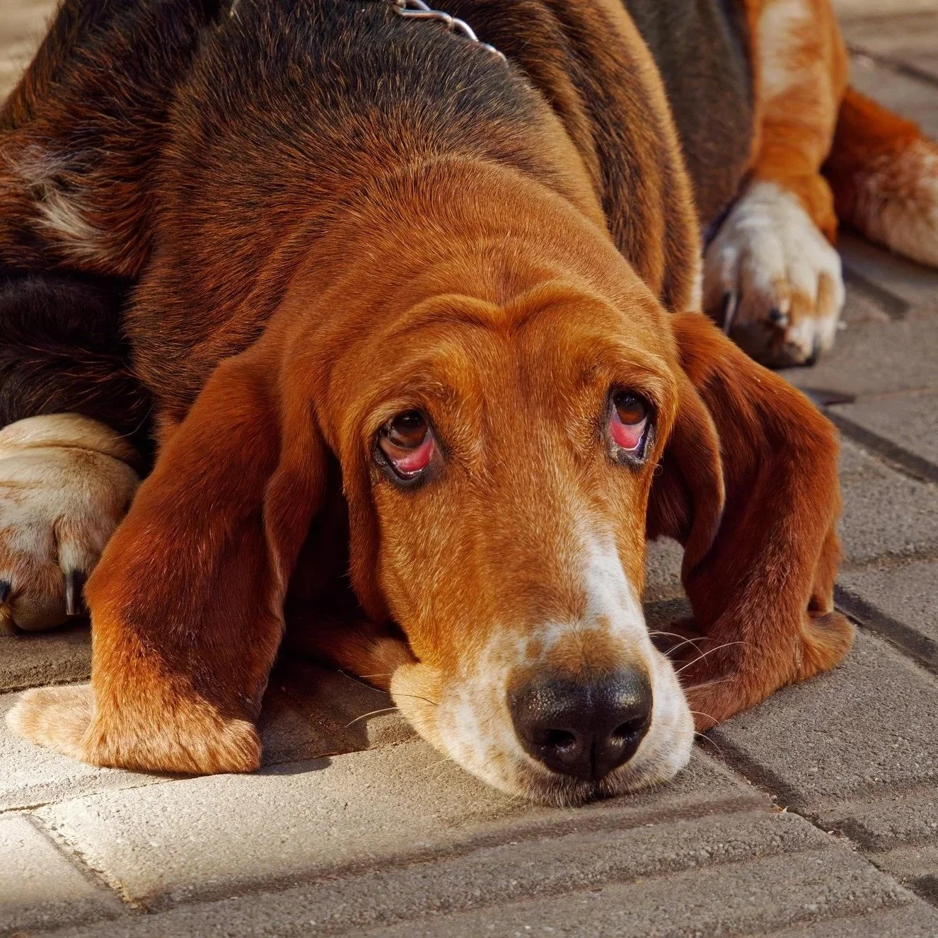 Basset Hound