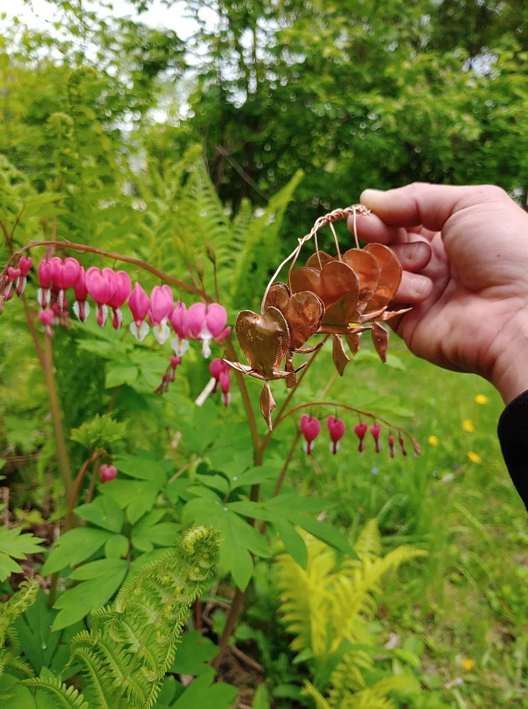 bleeding hearts 2.jpg