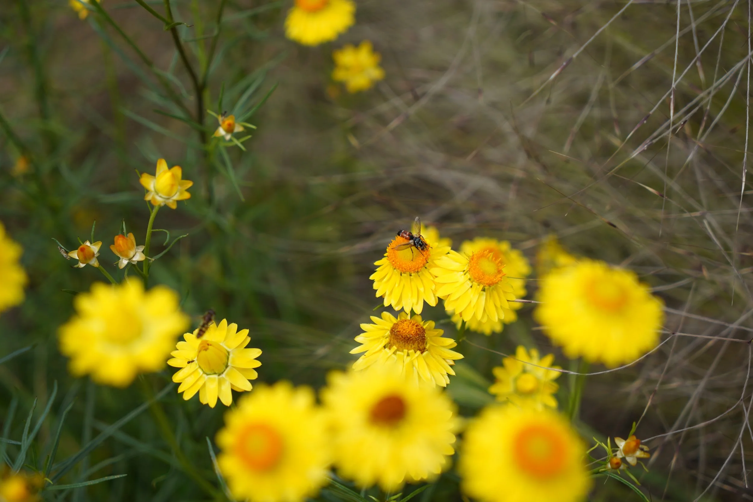 'Bug Rug' Pollinator Count: Kororoit Creek