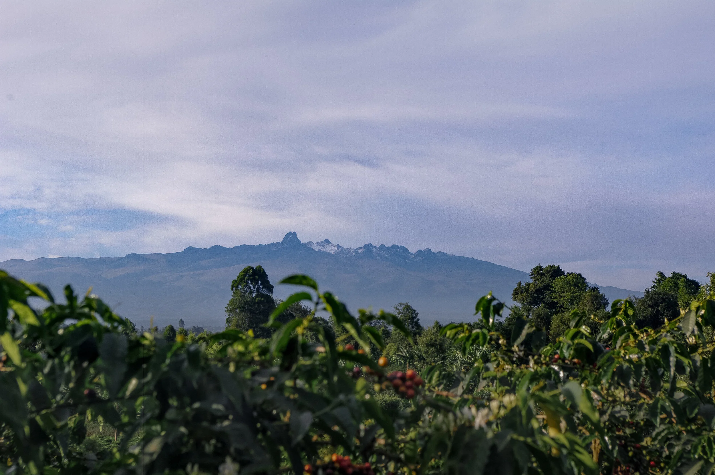 Kenya-coffee-origins.jpg