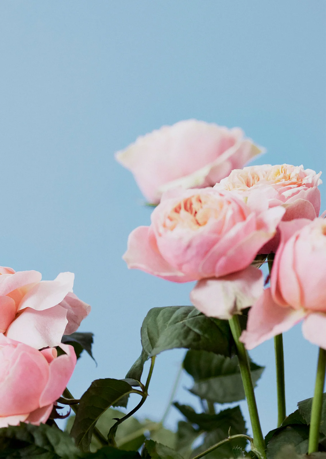 DAKS SS19 Still Life 1.jpg