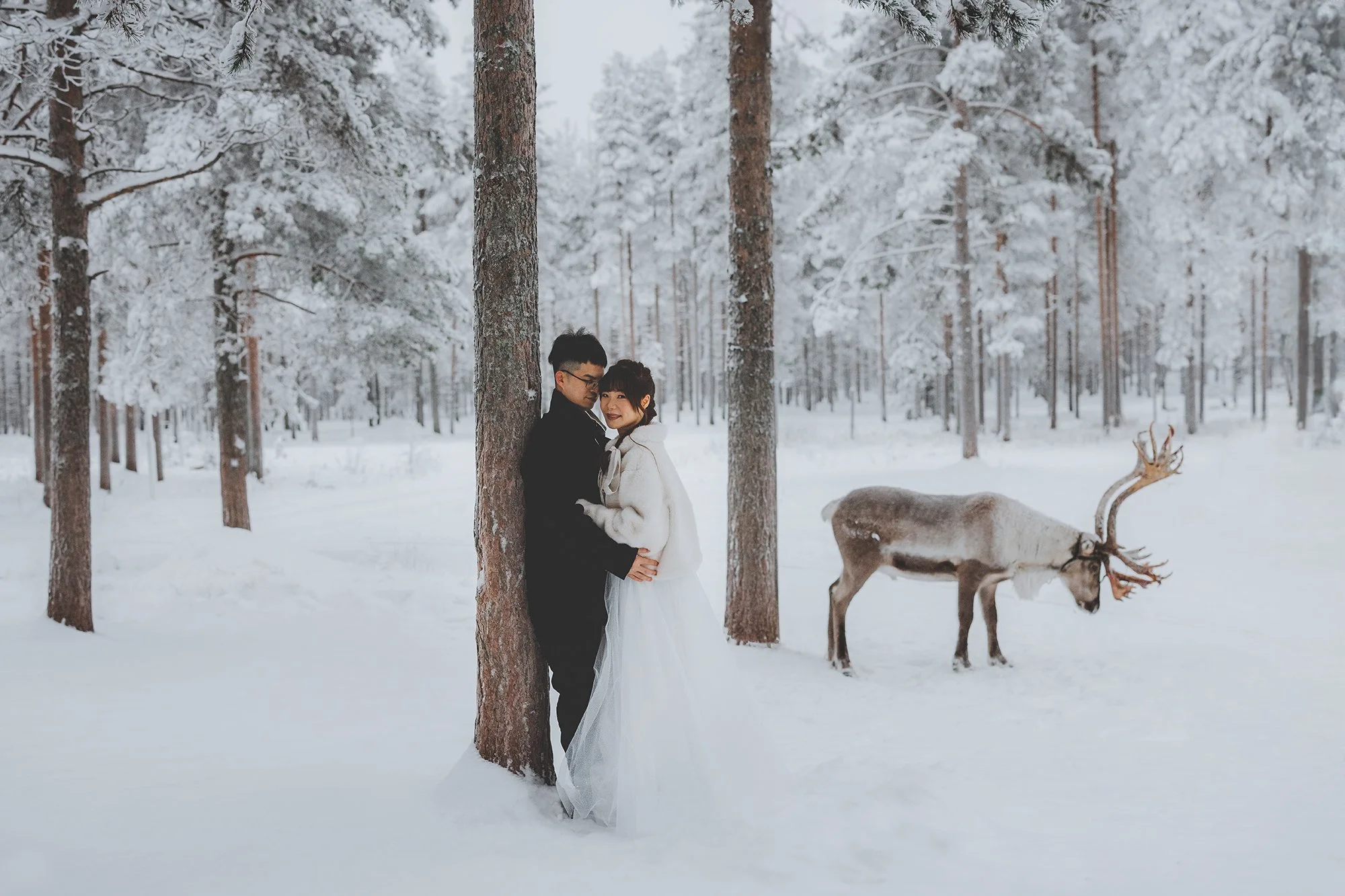 A couple dressed in winter clothing stands close together in a snowy forest, holding hands. There is a reindeer nearby, partially visible, amidst snow-covered trees and ground.