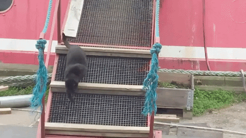 cat.gif
