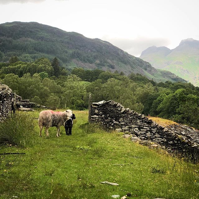 A weekend in the Langdales at Megs Beck Cottage where we spent many a rainy but happy half term as children. It was wonderful to go back after so many years and ramble over the fells. Megs Beck is due a face-lift and I am incredibly excited to help w