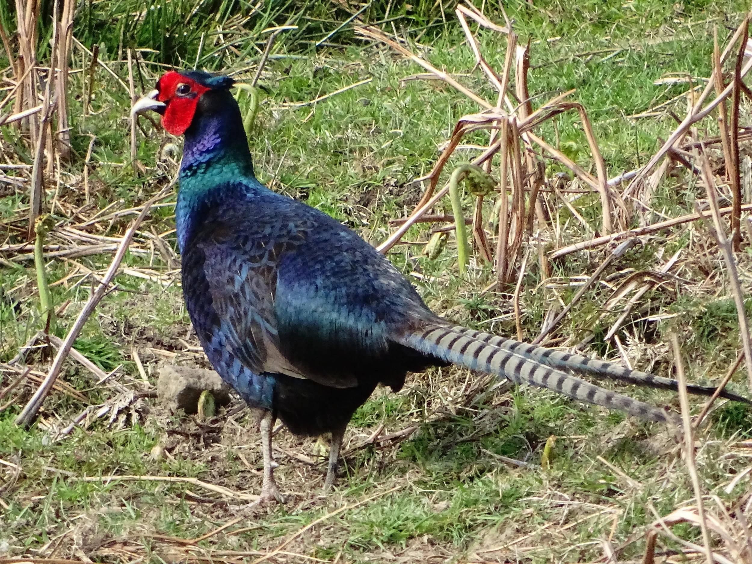 Melanistic Pheasant.JPG