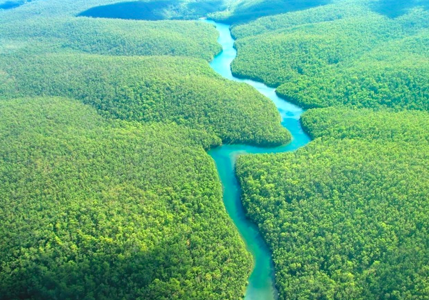 Amazon-rainforest.png