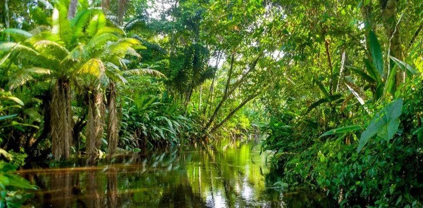 amazon-jungle.jpg
