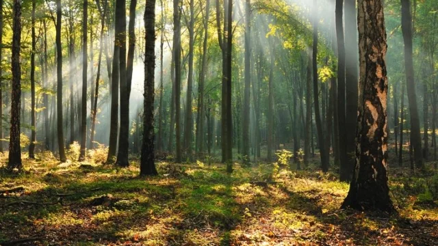 forest-walk.jpg