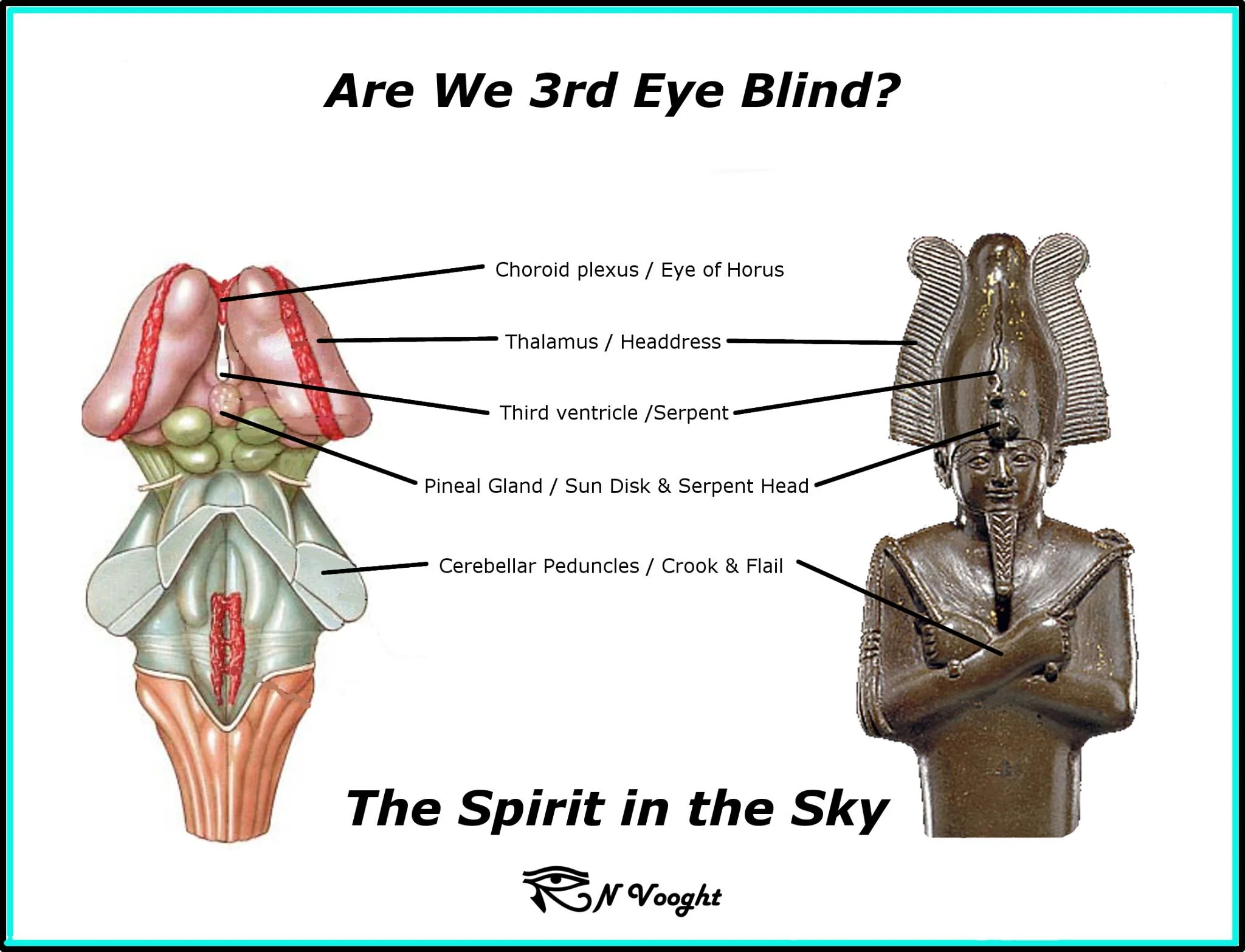 Brain Stem Osiris.jpg