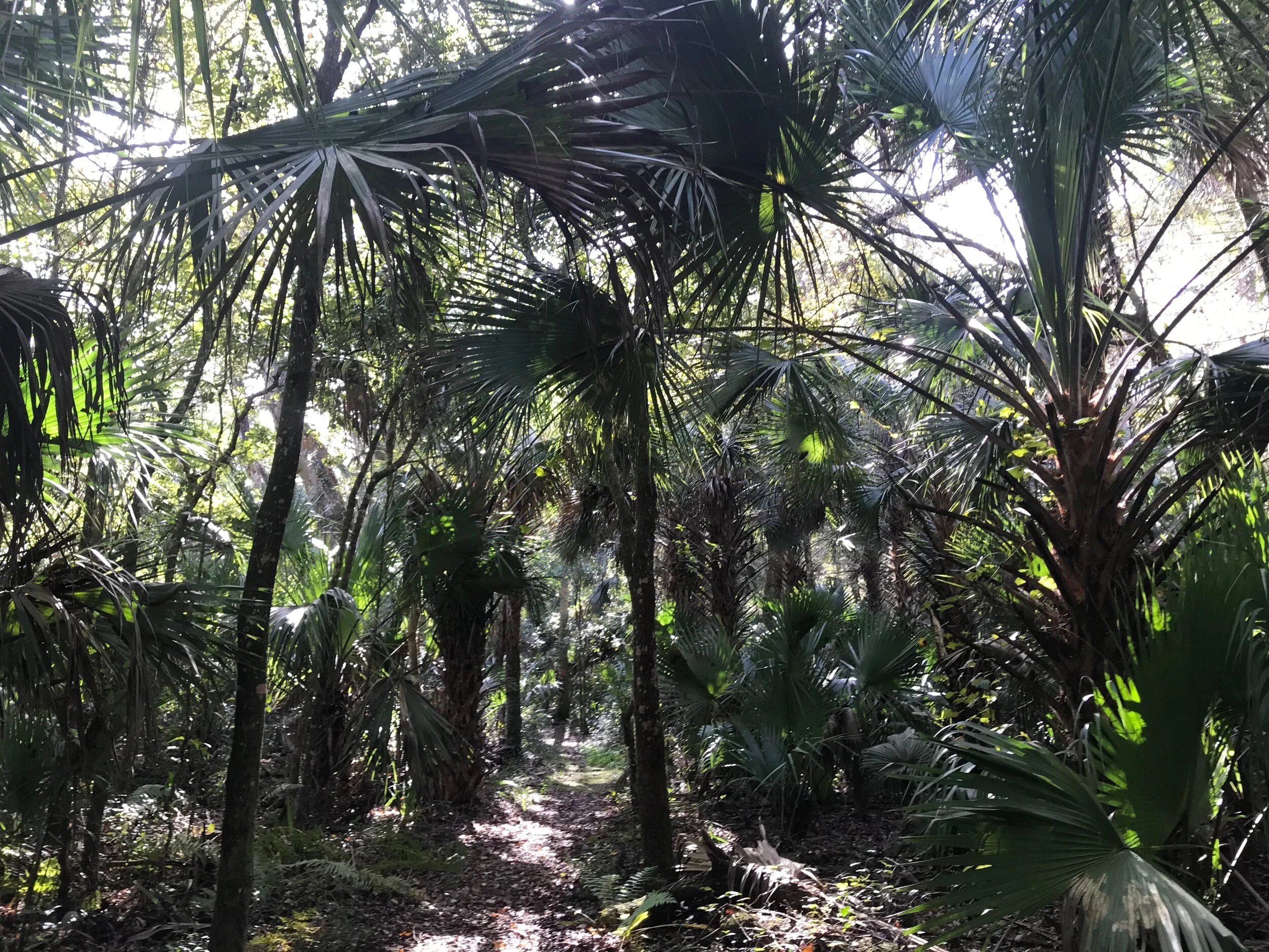 Flat Island Preserve:  Isn't this fabulous?  Like being on a deserted island.