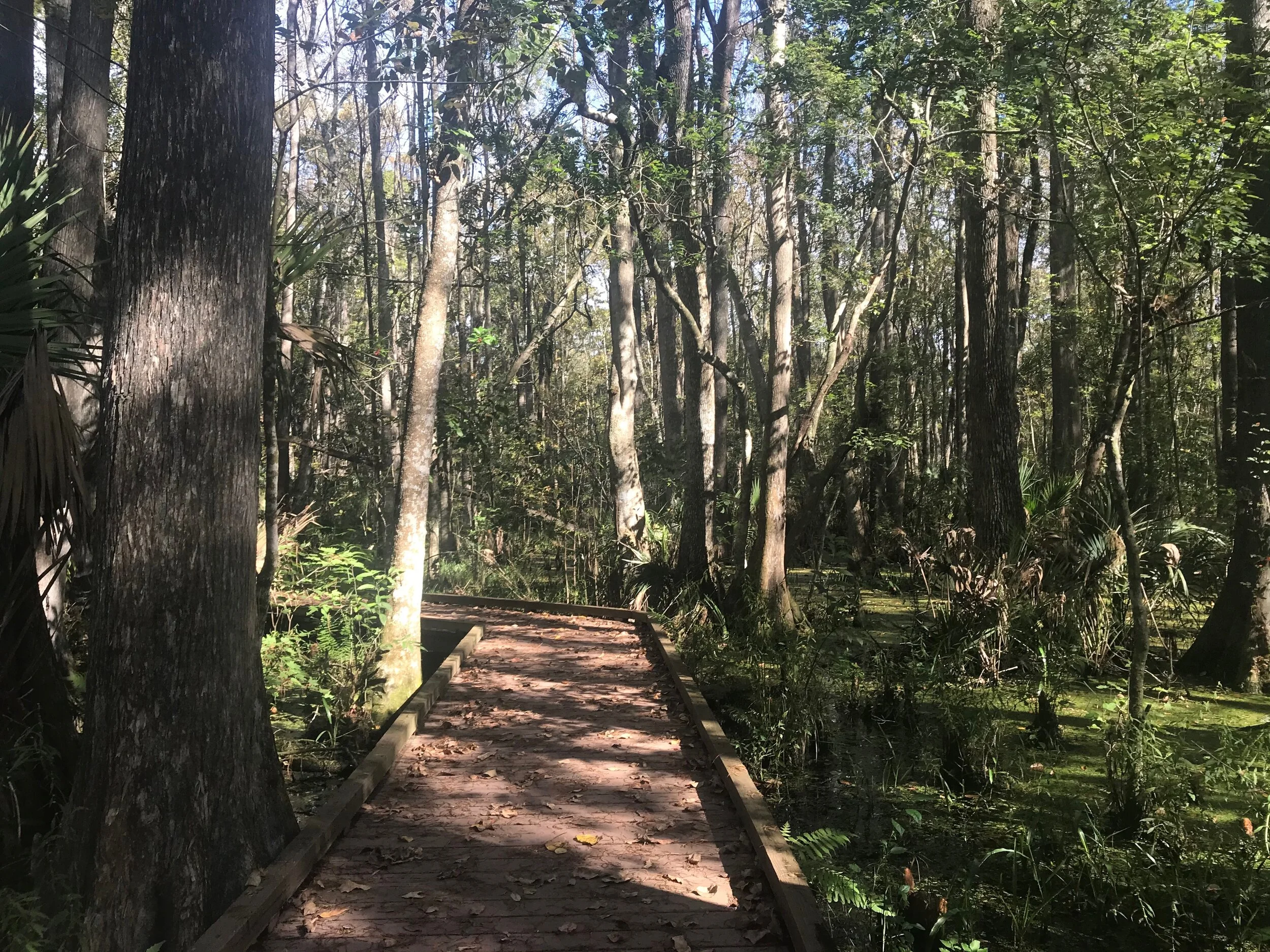 Boardwalk over the swamp
